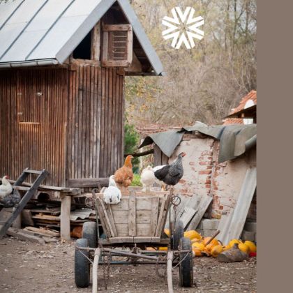 Lezing 'Het ecologisch houden van kippen'